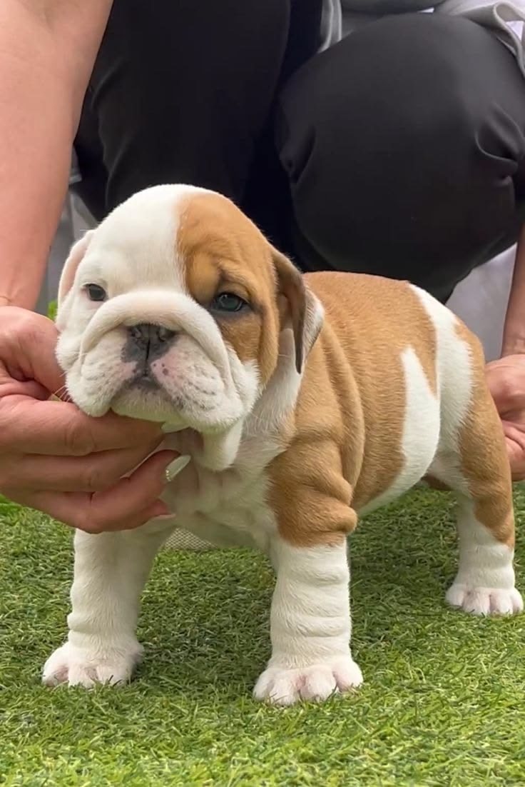 One of our puppies at eight weeks