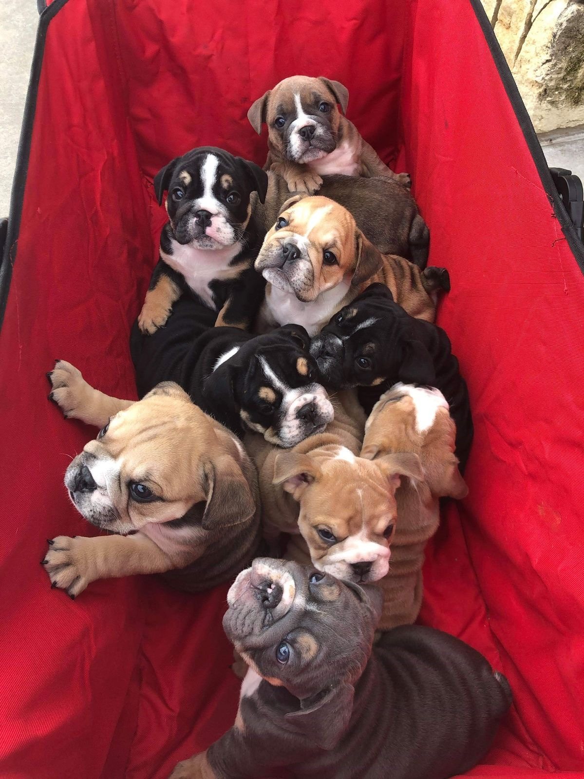 Puppies asleep in the whelping area